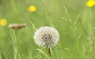 Norfolk Funeral Catering for a Meaningful Farewell